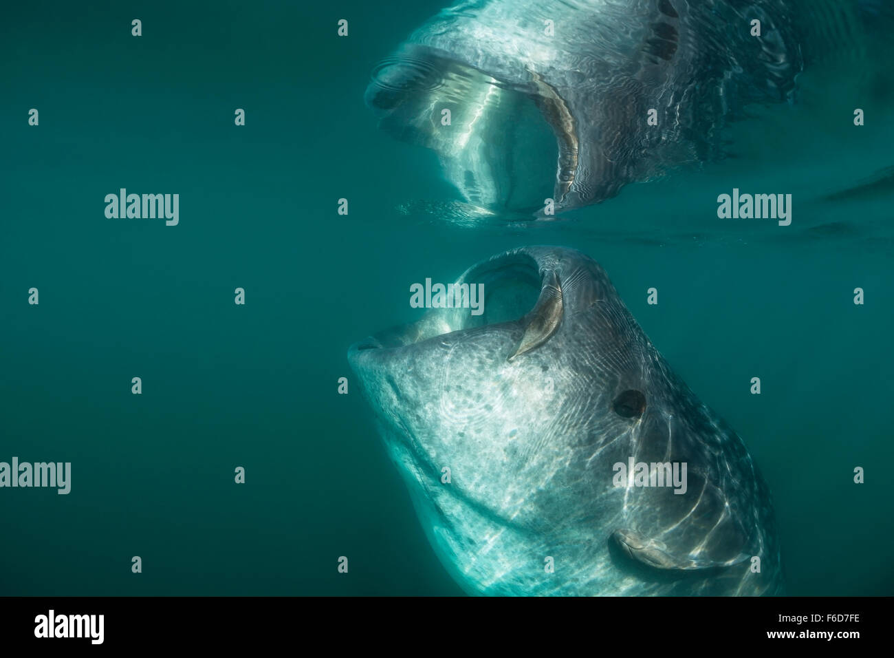 Whale Shark, Rhincodon typus, La Paz, Baja California Sur, Mexico Stock