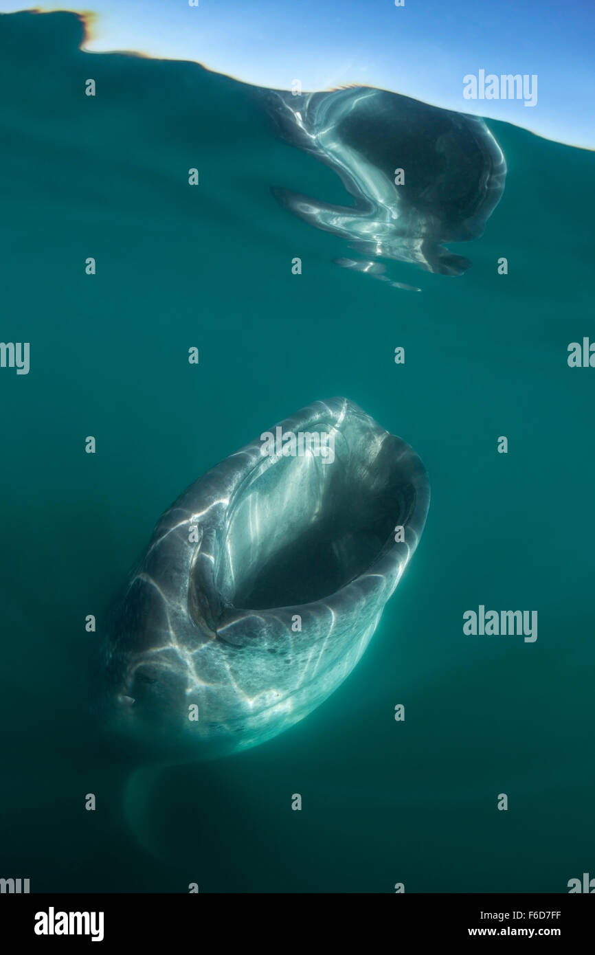 Whale Shark, Rhincodon typus, La Paz, Baja California Sur, Mexico Stock