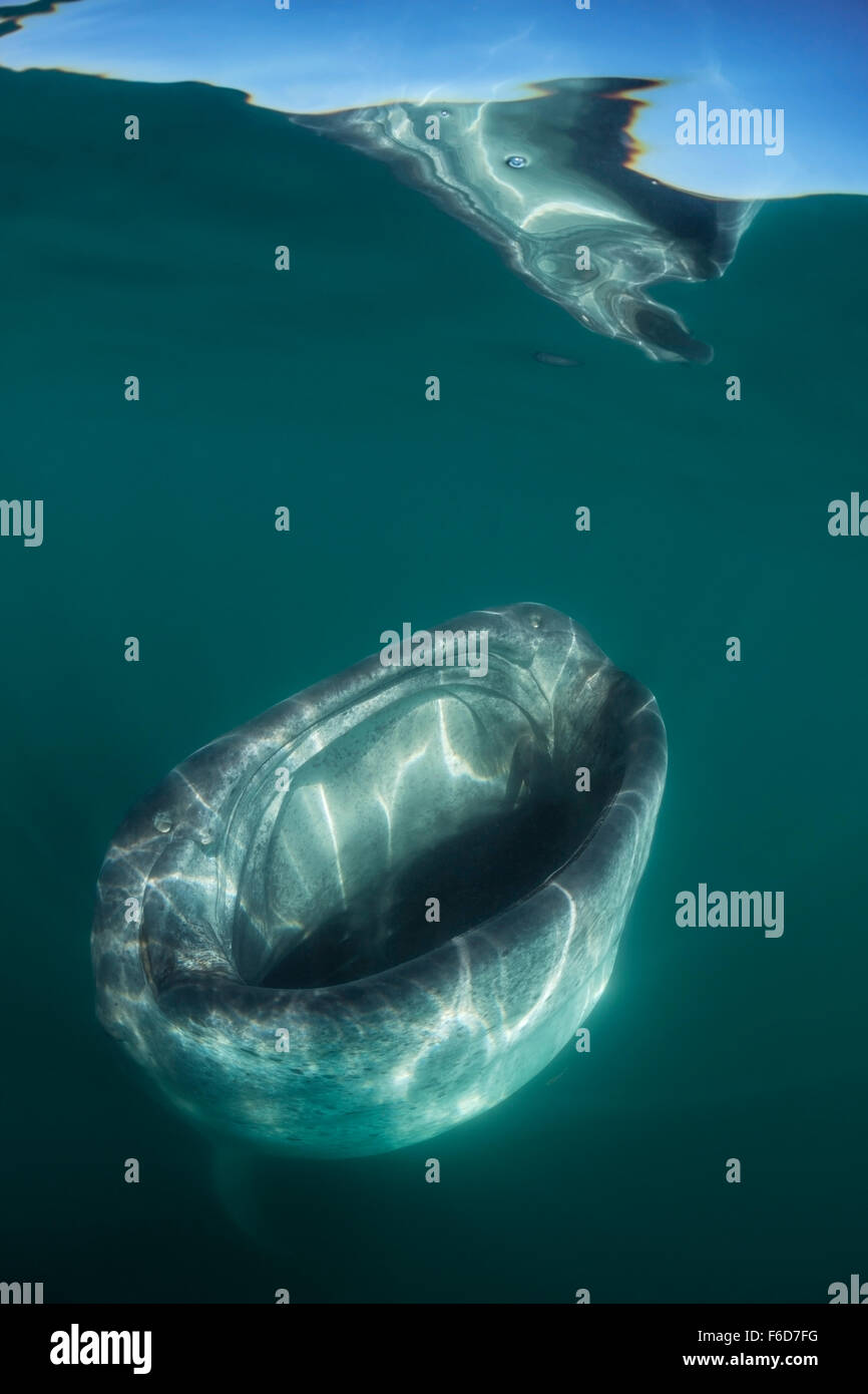 Whale Shark, Rhincodon typus, La Paz, Baja California Sur, Mexico Stock