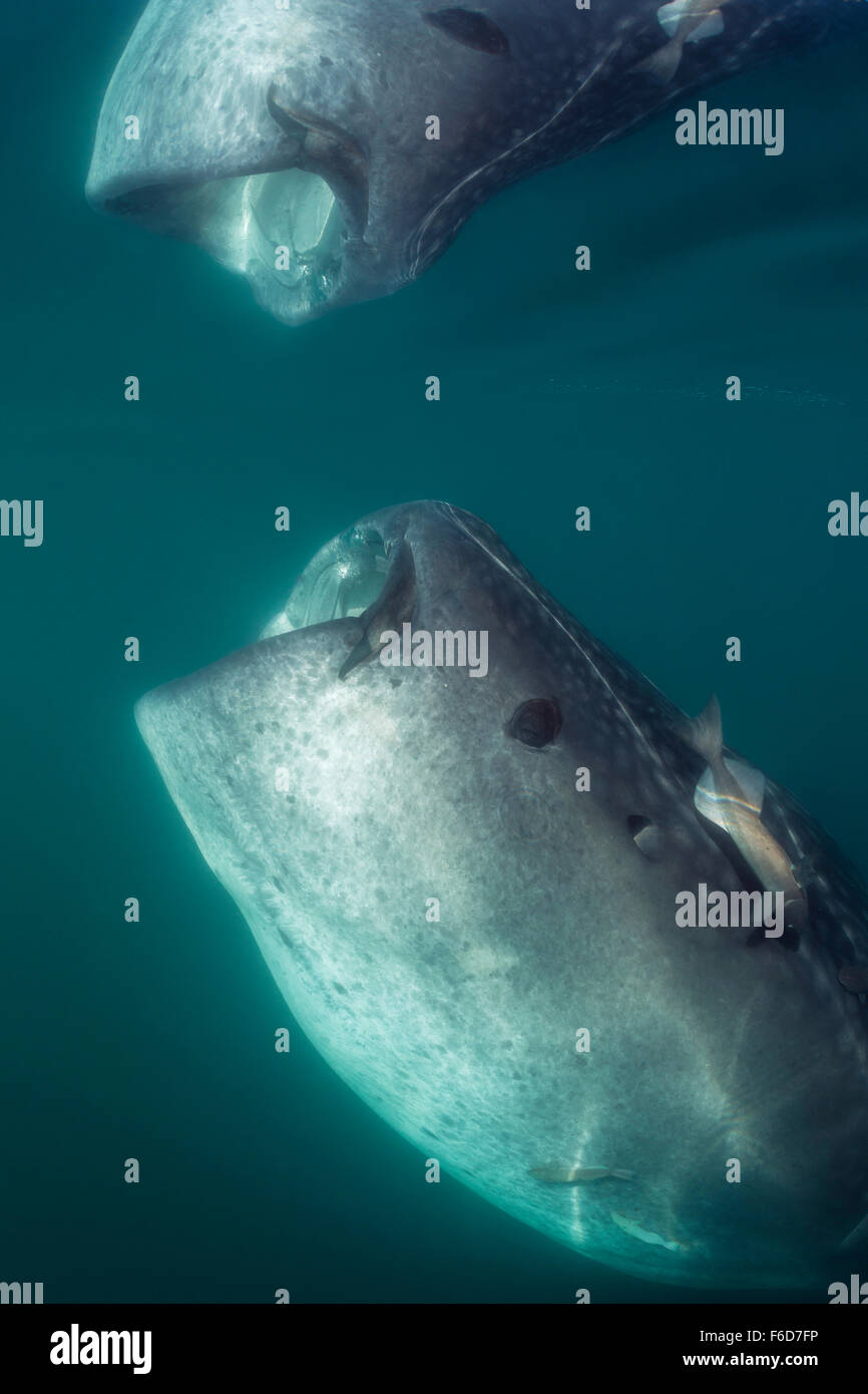 Whale Shark, Rhincodon typus, La Paz, Baja California Sur, Mexico Stock