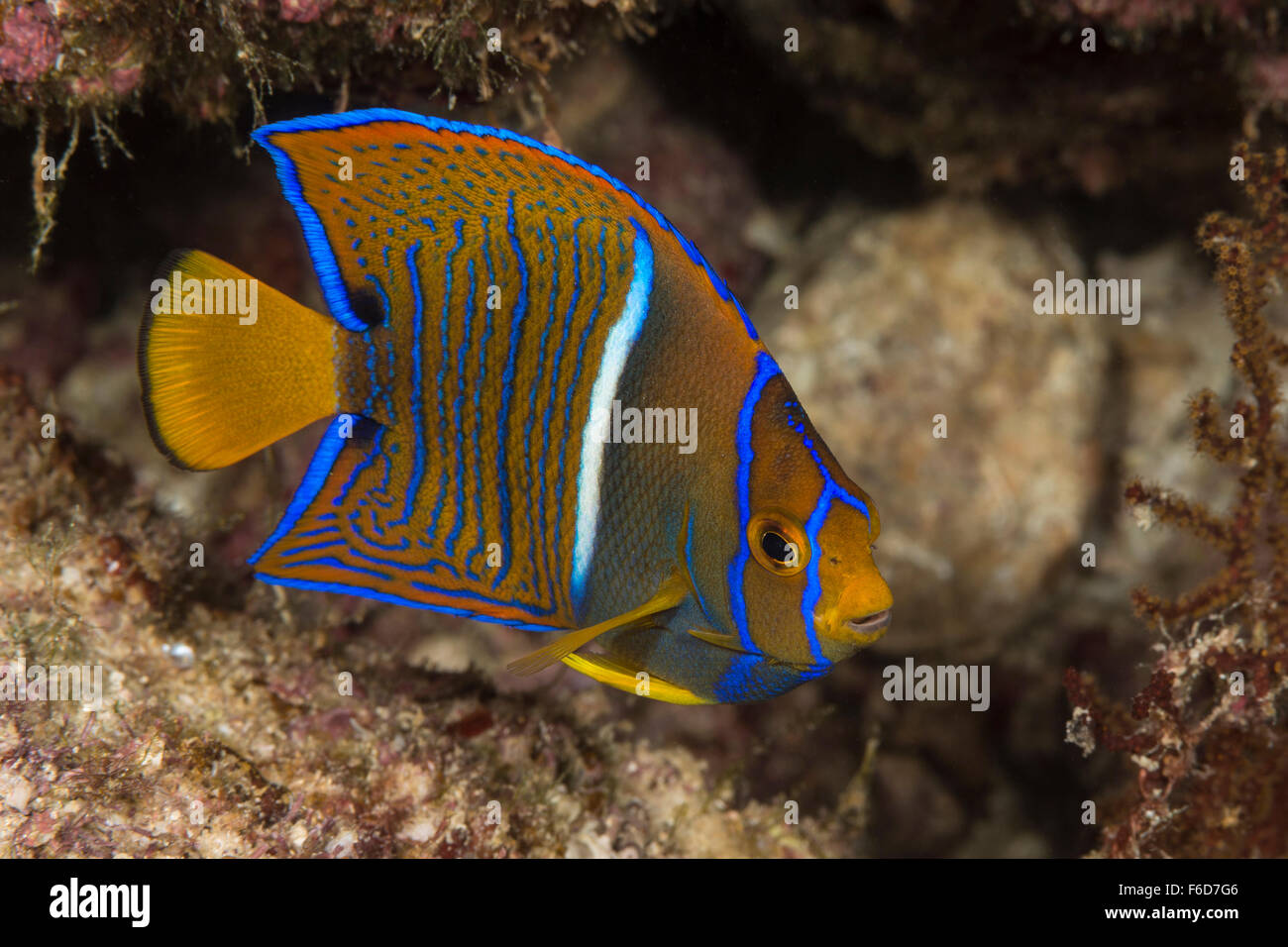 King Angelfish, Holacanthus passer, La Paz, Baja California Sur, Mexico Stock Photo