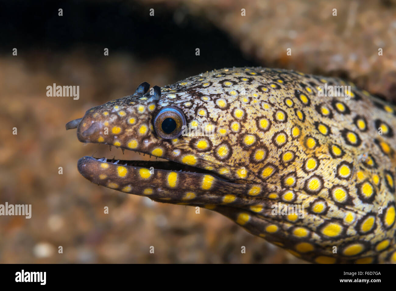 Jewel Moray, Muraena lentiginosa, La Paz, Baja California Sur, Mexico 