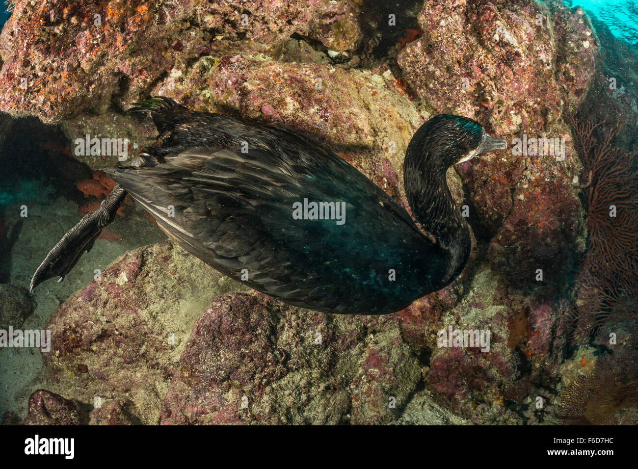 Brandts Cormorant diving, Phalacrocorax penicillatus, La Paz, Baja California Sur, Mexico Stock Photo