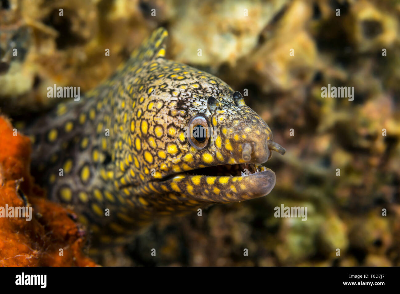 Jewel Moray, Muraena lentiginosa, La Paz, Baja California Sur, Mexico 