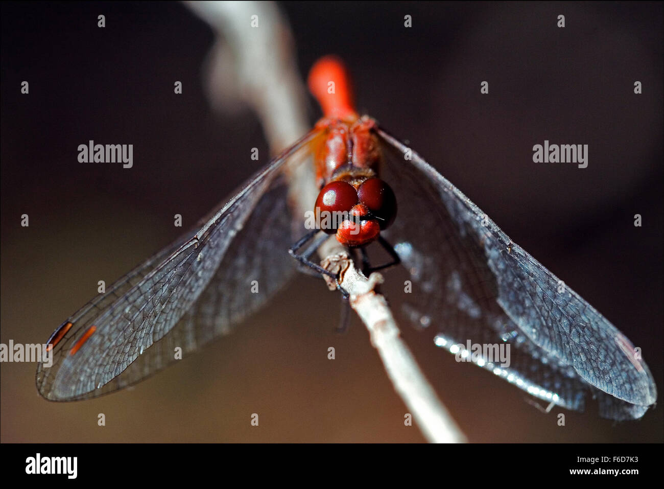 front of wild red yellow dragonfly on a wood branch in the bush Stock ...