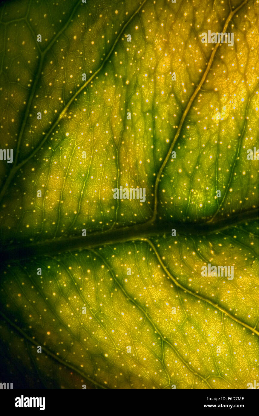 abstract macro close up of a green leaf and his veins in the light ...