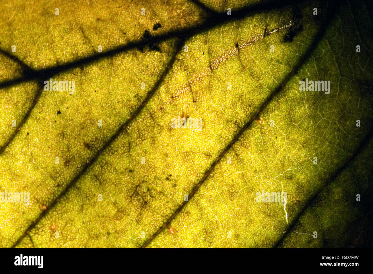 abstract macro close up of a green leaf and his veins in the light ...