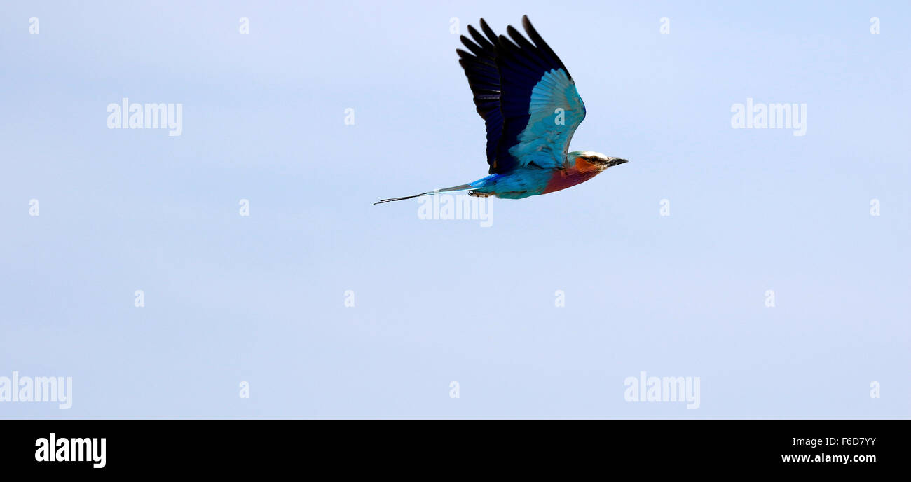 Panoramic picture of a brightly coloured bird flying, the Lilac-breasted Roller Stock Photo