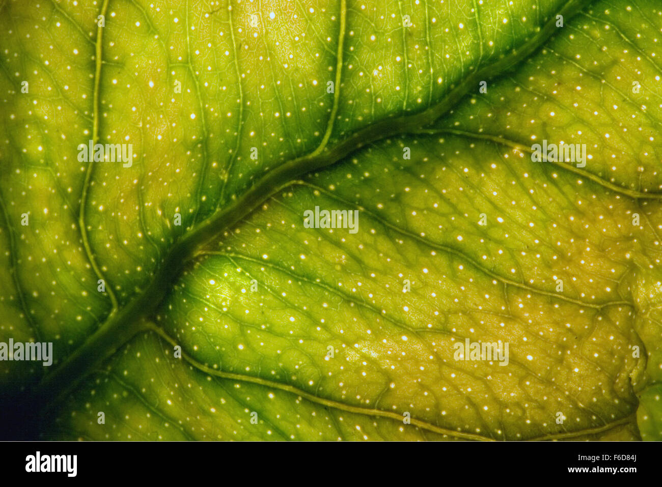 abstract macro close up of a green yellow leaf and his veins in the ...