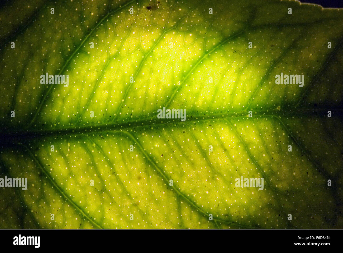 abstract macro close up of a green leaf and his veins in the light ...