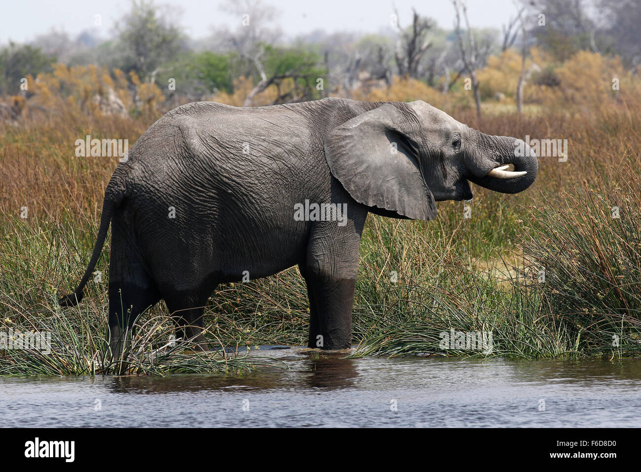African elephants are the largest living terrestrial animals in the