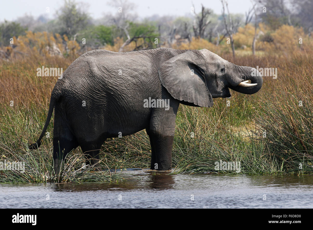 African elephants are the largest living terrestrial animals in the world. Very strong quiet & graceful Stock Photo