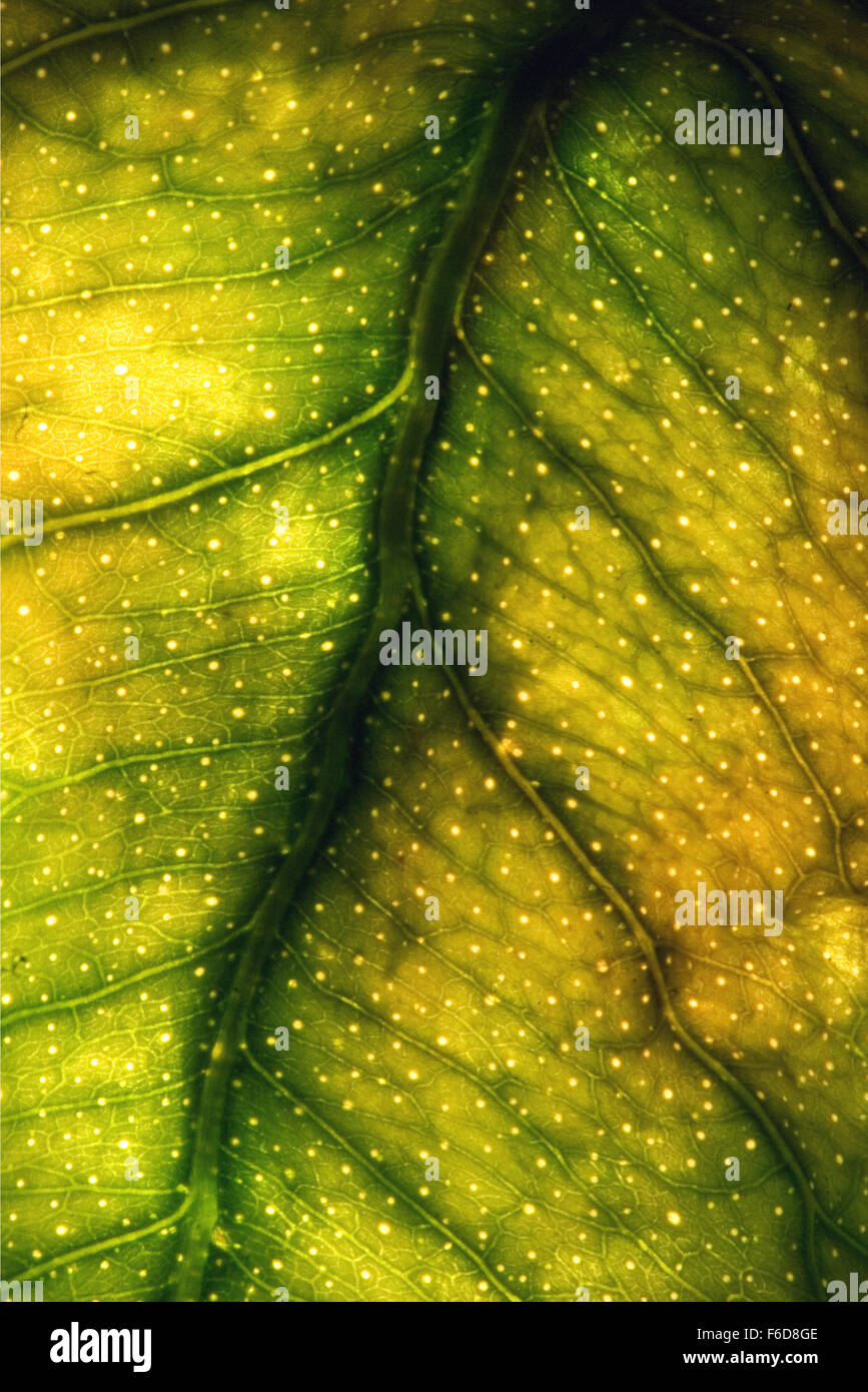 abstract macro close up of a green yellow leaf and his veins in the ...