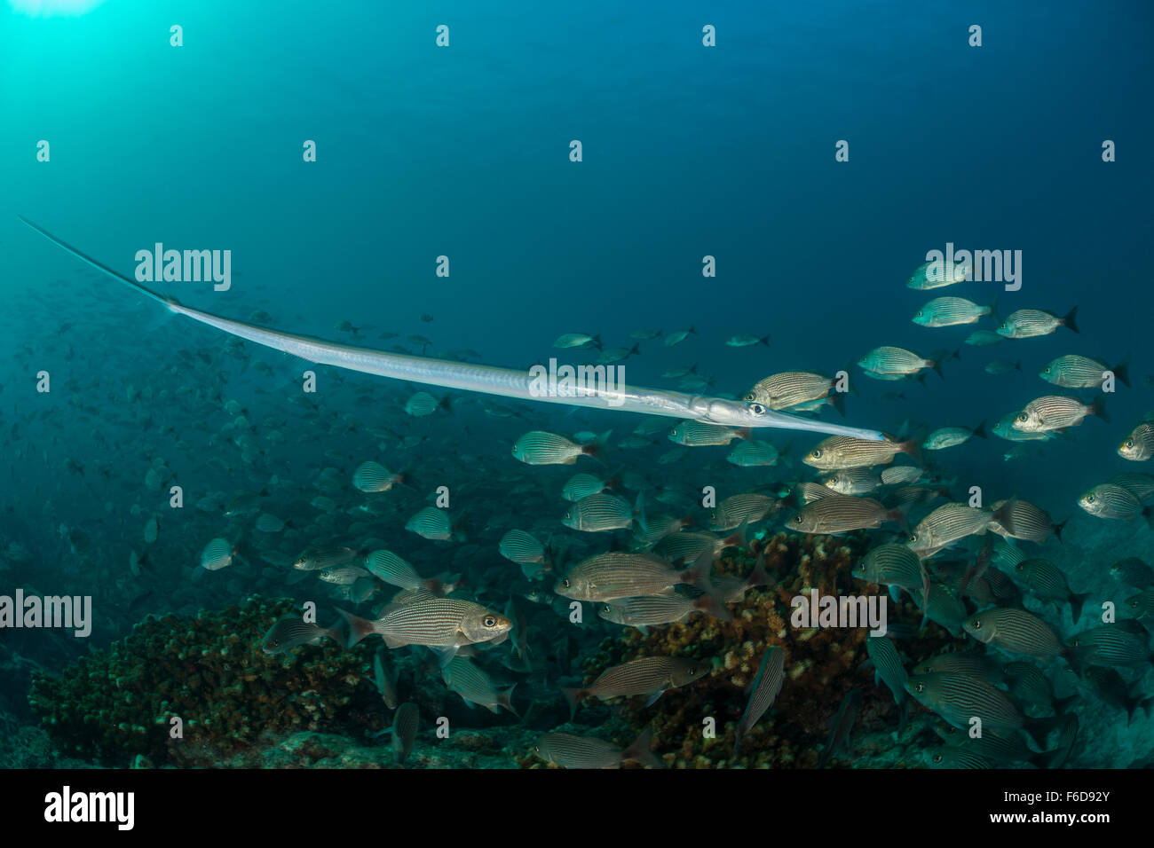 Reef and Shoal of Spottail Grunts, Fistularia commersonii