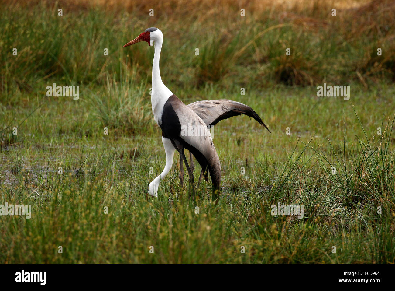 The wattled crane (Bugeranus carunculatus) is a large bird found in Africa, south of the Sahara Desert. Stock Photo