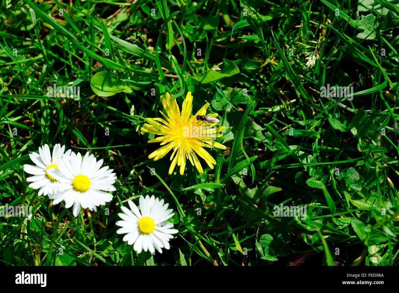 DANDELION AND DAISIES WITH GRASS Stock Photo Alamy