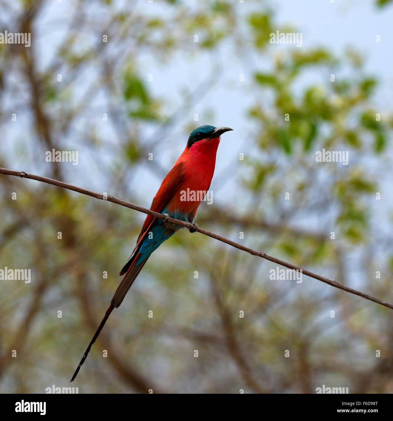 Southern Carmine Bee-eater is a richly carmine coloured striking bird,  with the crown and undertail coverts blue. Stock Photo