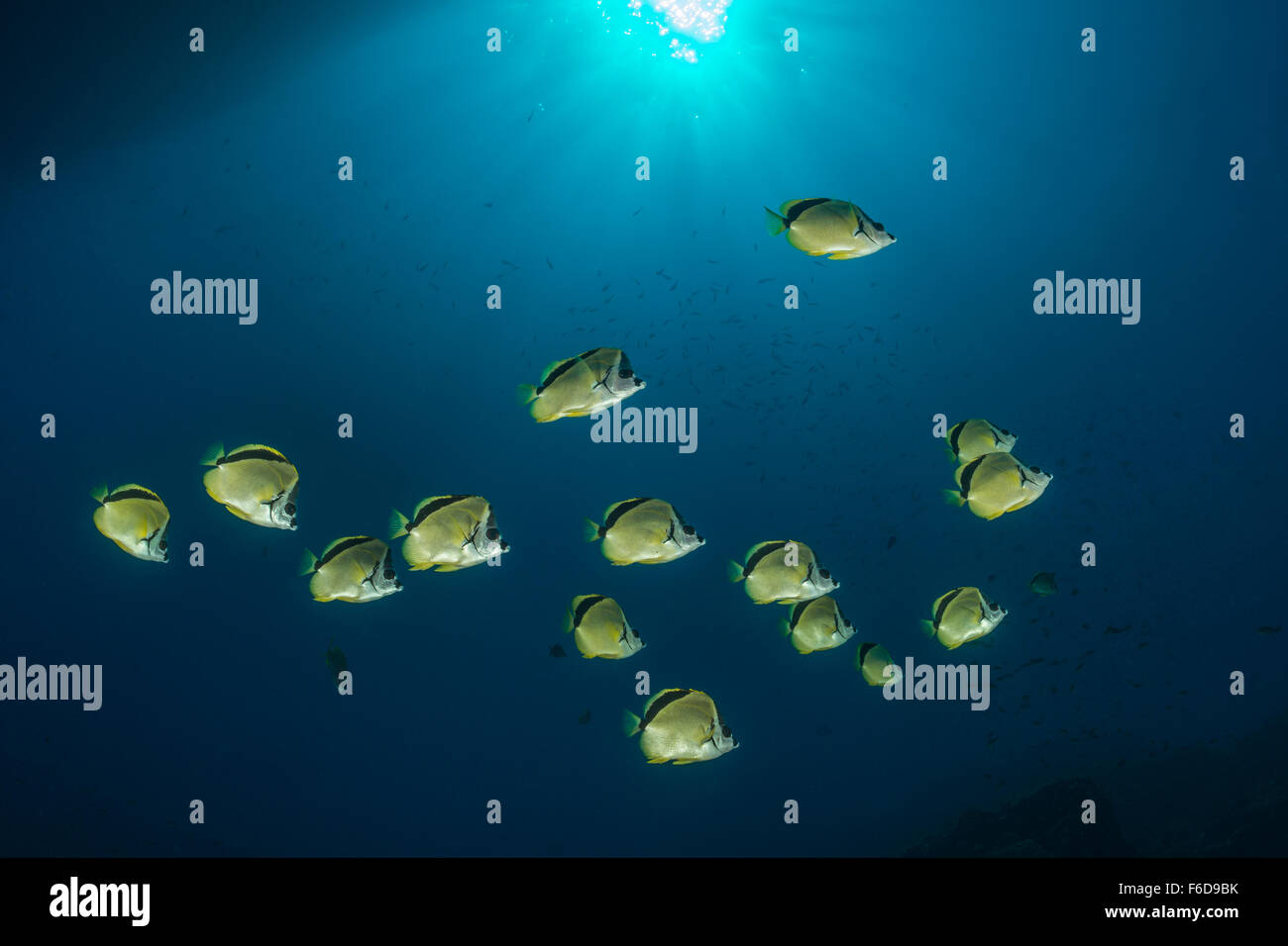 Barberfish hi-res stock photography and images - Alamy