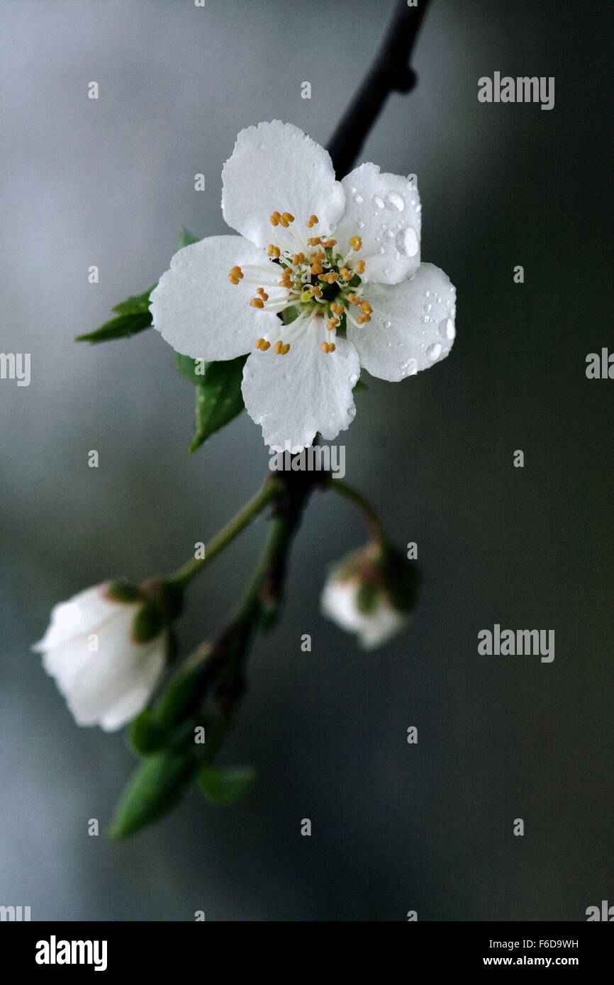 macro close up of a yellow white cistus monspeliensis cistacee salviaefolius  clusii rosacee rubus caesius rosa sempervirens ulm Stock Photo