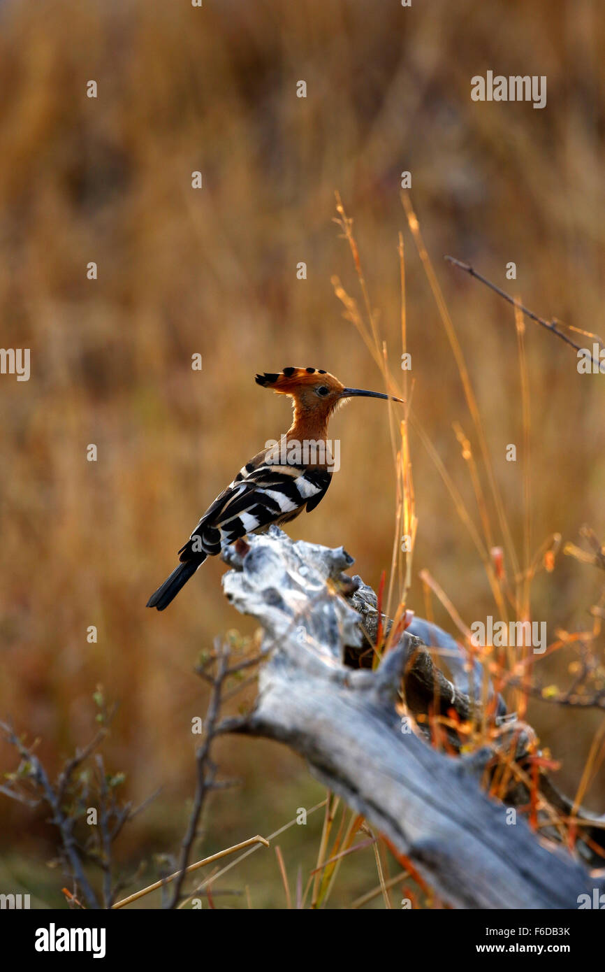The Hoopoe is the National bird of Isreal Stock Photo