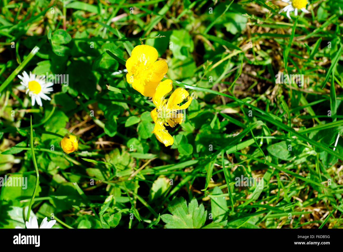 Buttercups under chin black and white hires stock photography and