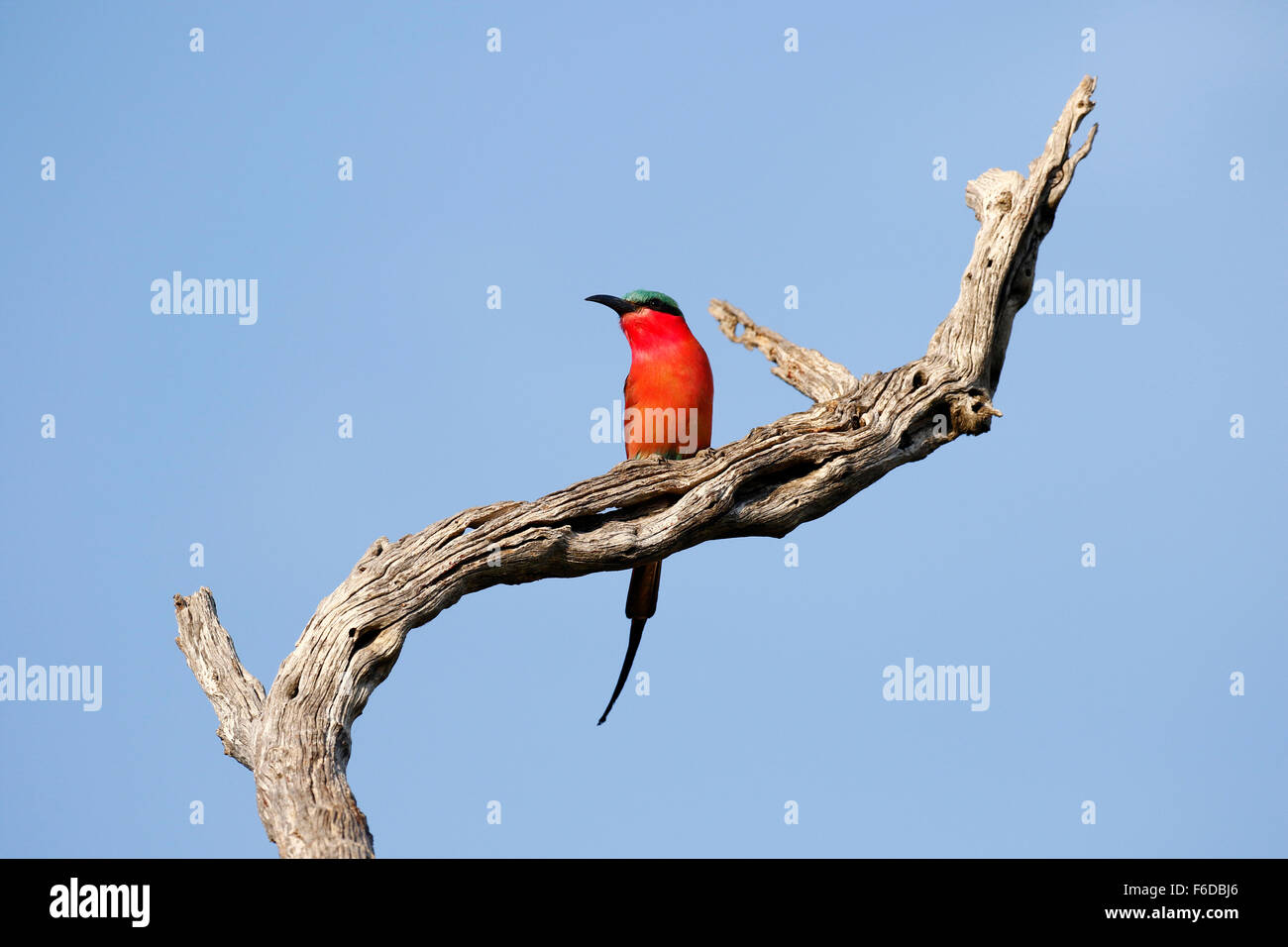 Southern Carmine Bee-eater is a richly carmine coloured striking bird,  with the crown and undertail coverts blue. Stock Photo