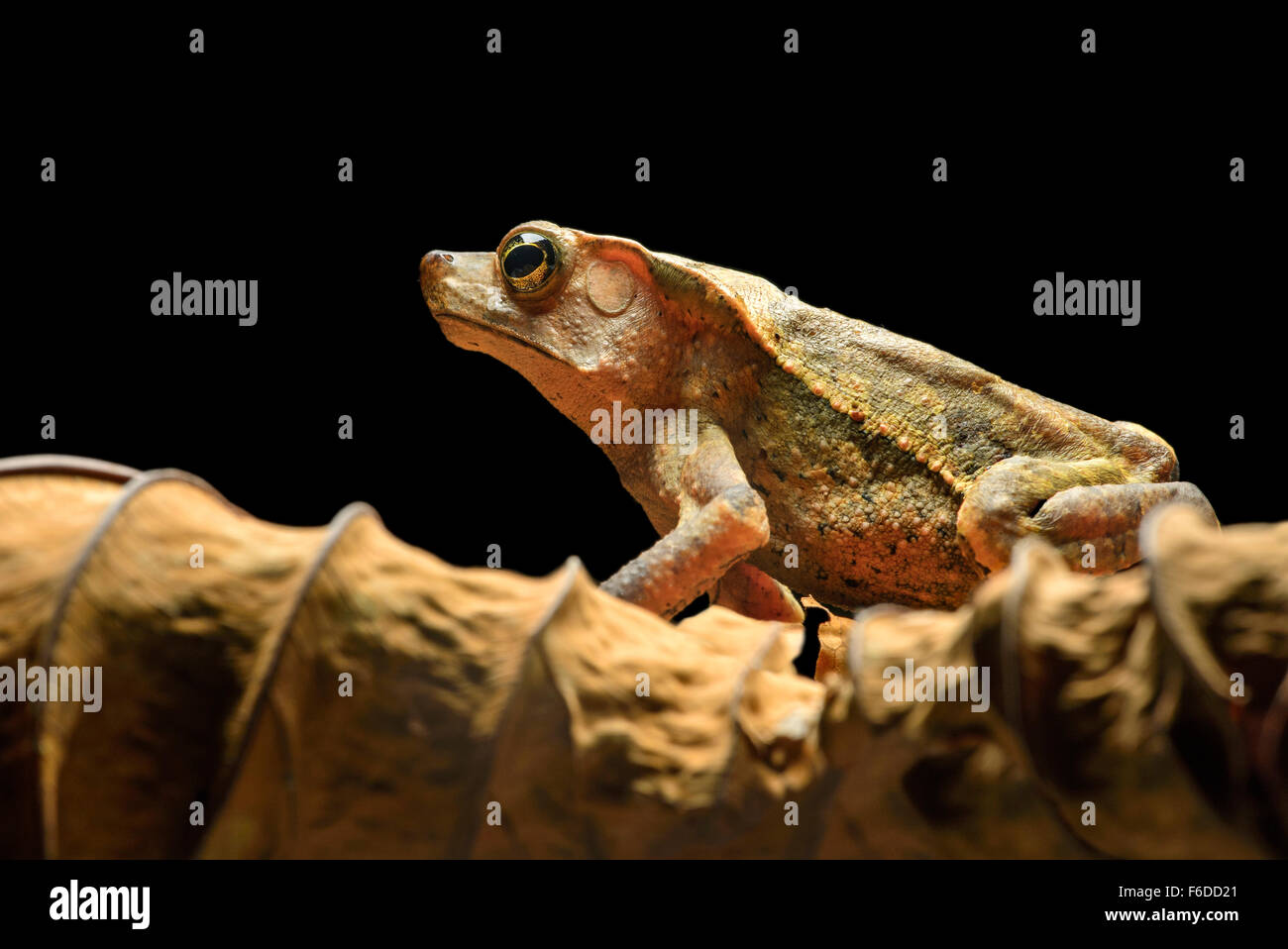 Neotropical toad species (Rhinella dapsilis), True toads family (Bufonidae), Amazon rainforest, Yasuni National Park, Ecuador Stock Photo