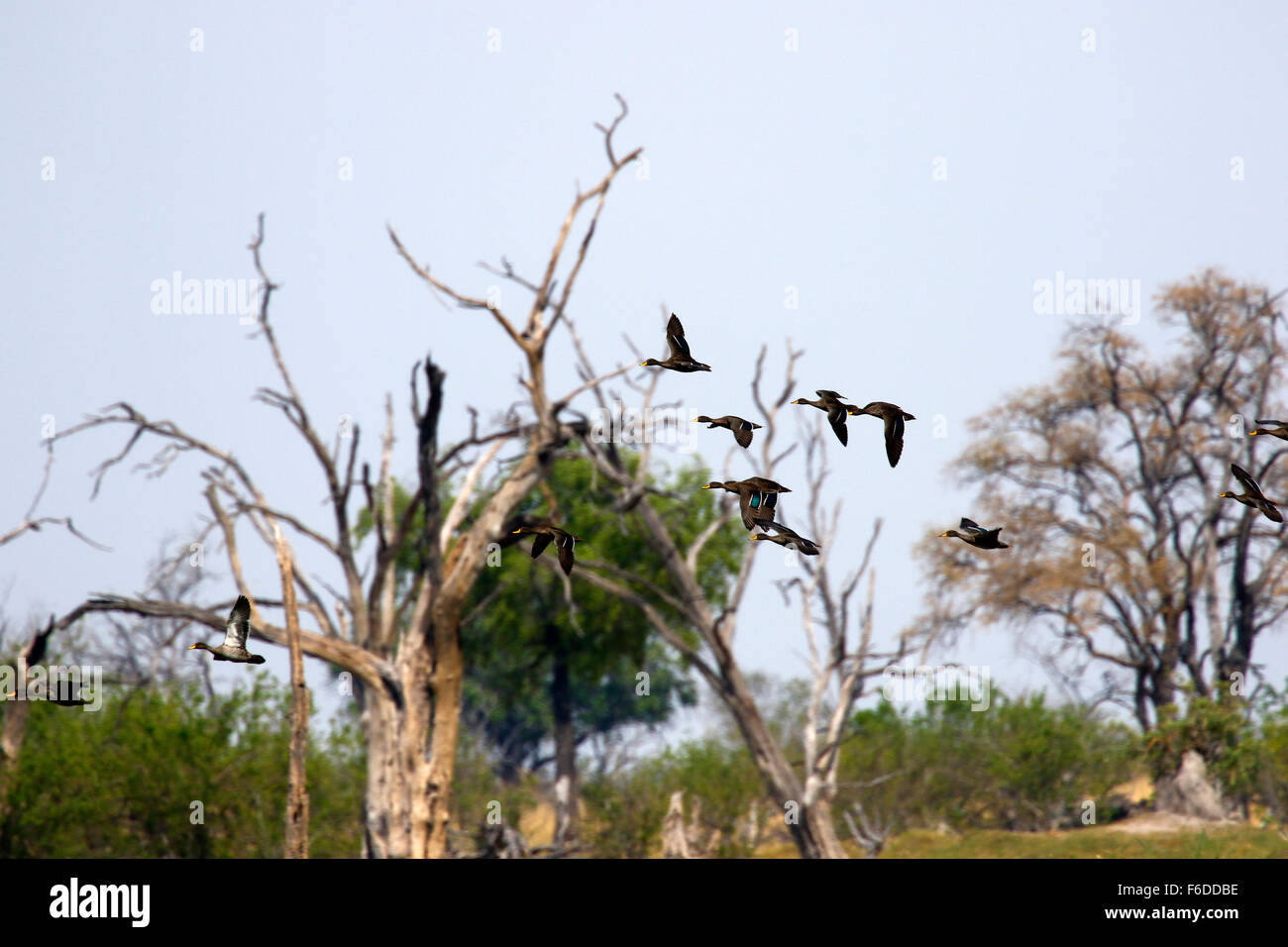 Flock of flying Yellow-billed ducks over Dead Tree Island in Botswana Stock Photo