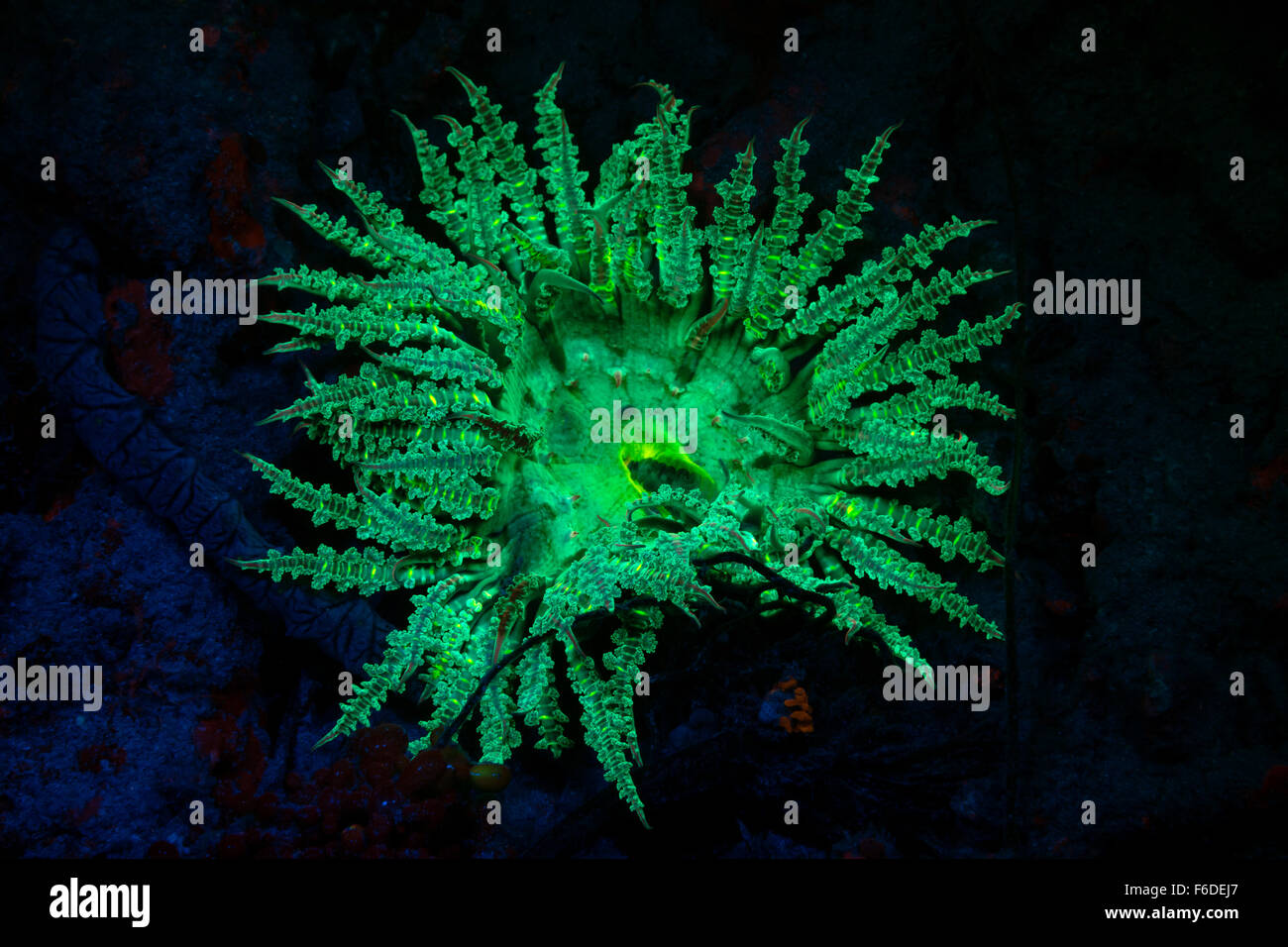 Fluorescent Sea Anemone, Actinodendrom glomeratum, Alor, Indonesia Stock Photo