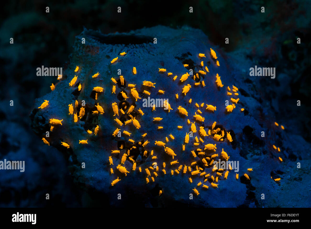 Gammarid amphipod hi-res stock photography and images - Alamy