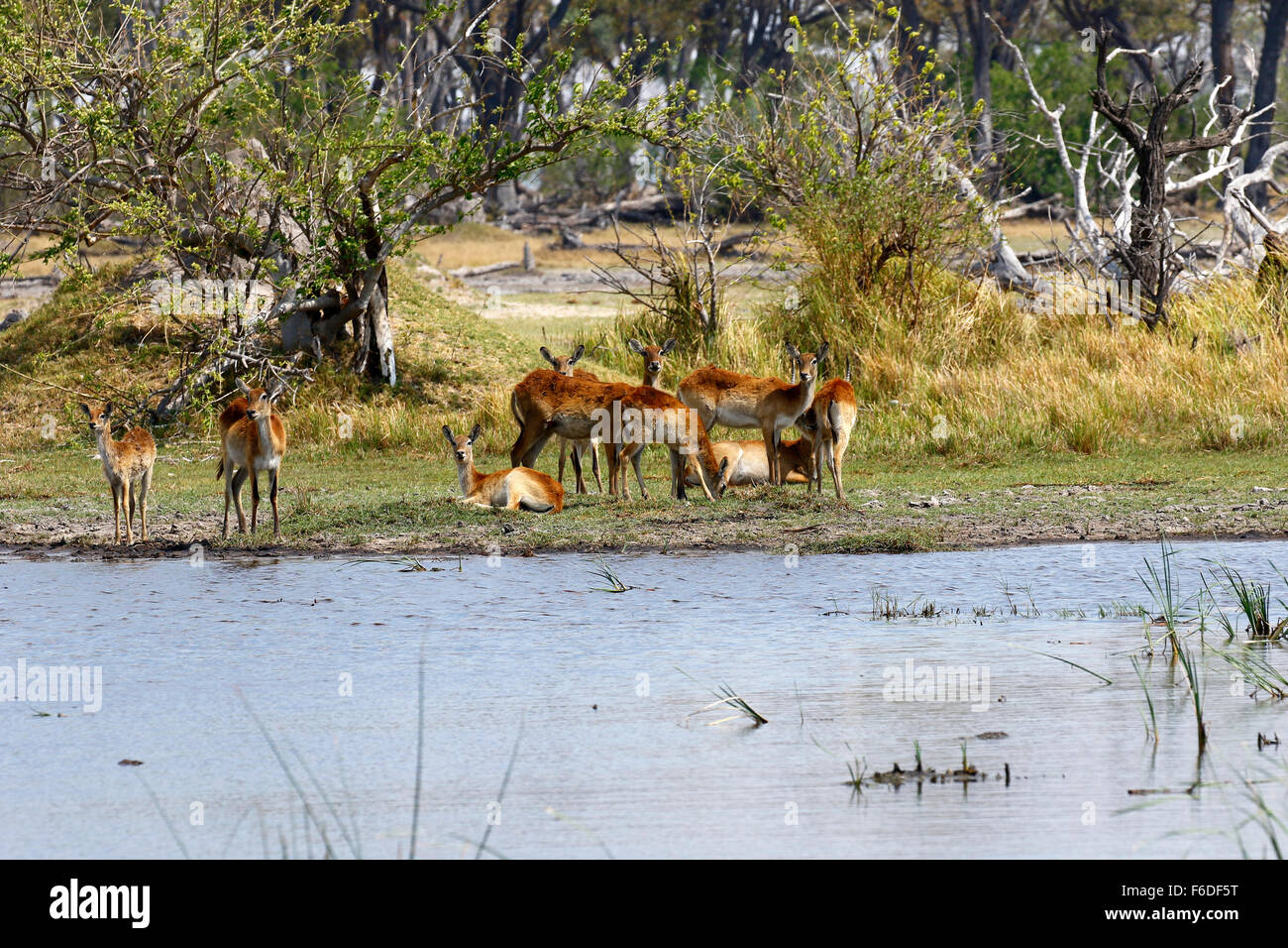 Herds of Lechwe roam the plains preferring wetlands, alert graceful antelope Stock Photo
