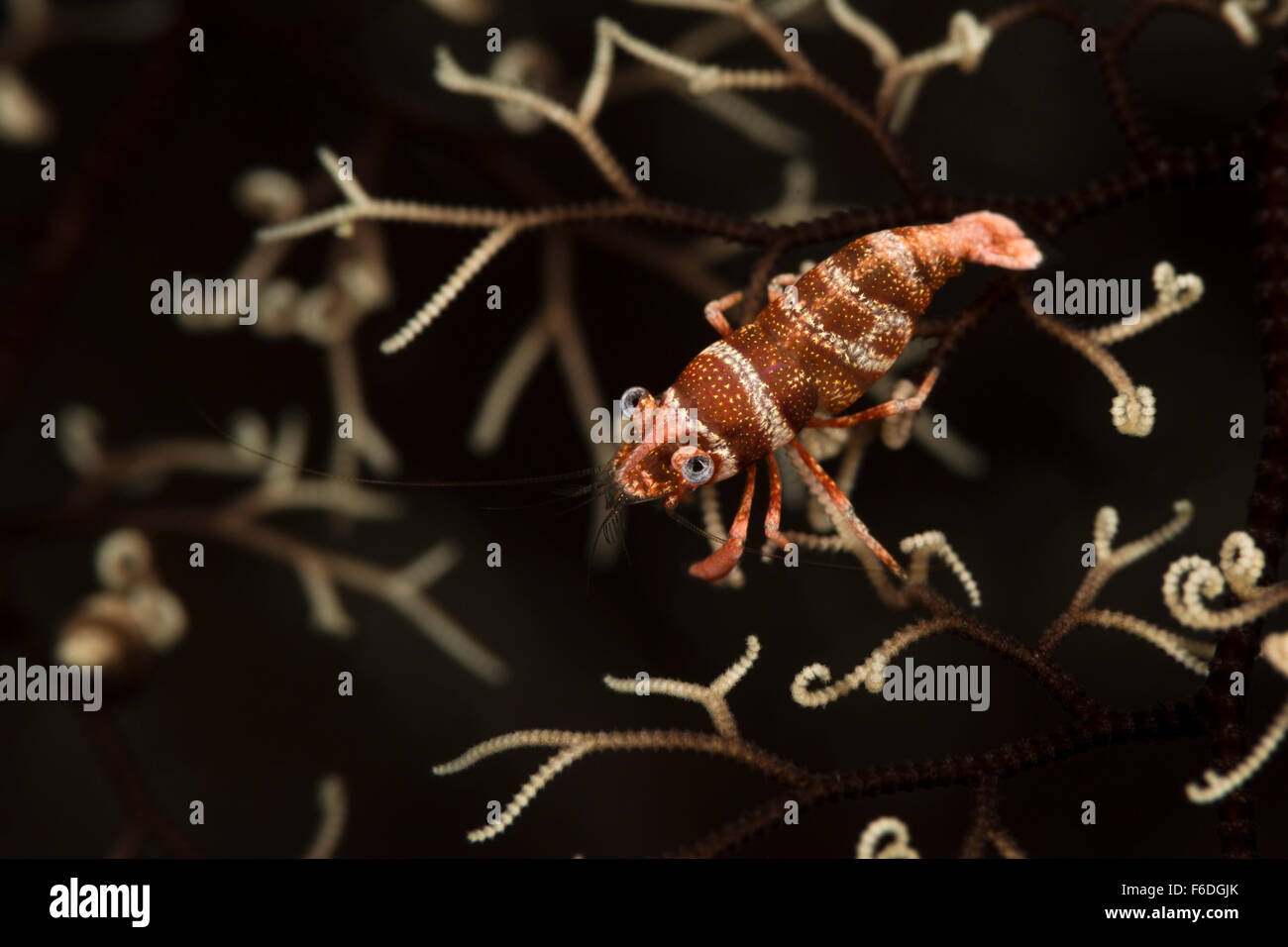 Close up of Basketstar Shrimp, Periclimenes lanipes, Alor, Indonesia Stock Photo