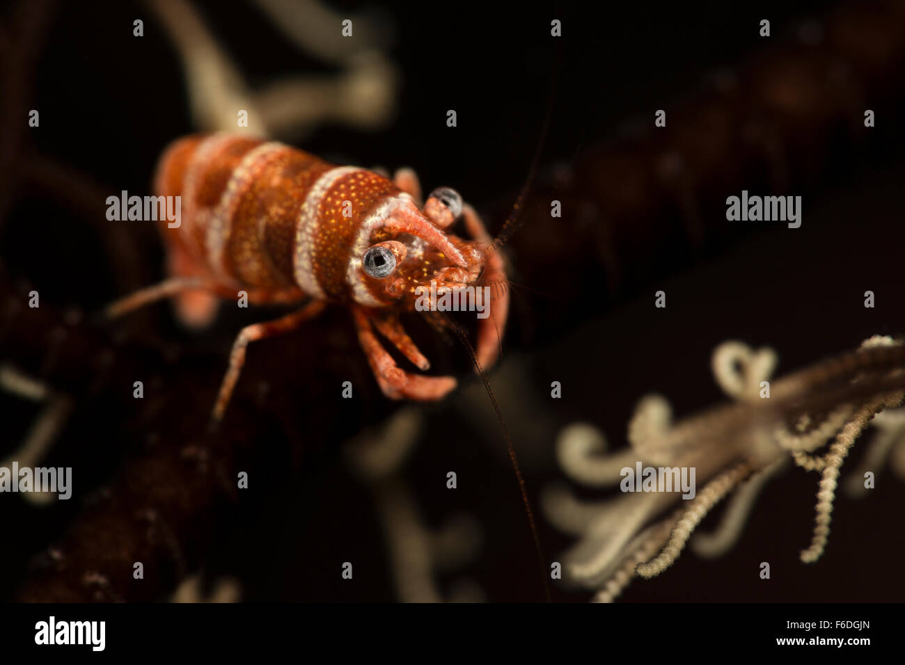 Close up of Basketstar Shrimp, Periclimenes lanipes, Alor, Indonesia Stock Photo