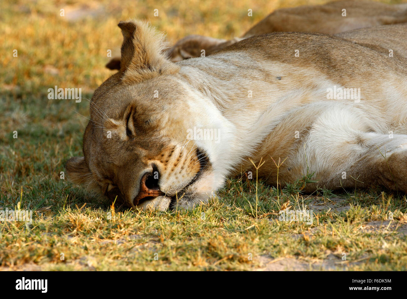 Sleeping African lions during the heat of the day time Stock Photo