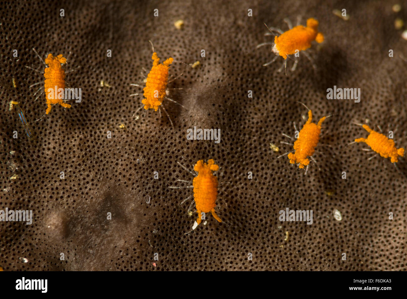 Group of Isopod Crab, Cyproideidae, Alor, Indonesia Stock Photo