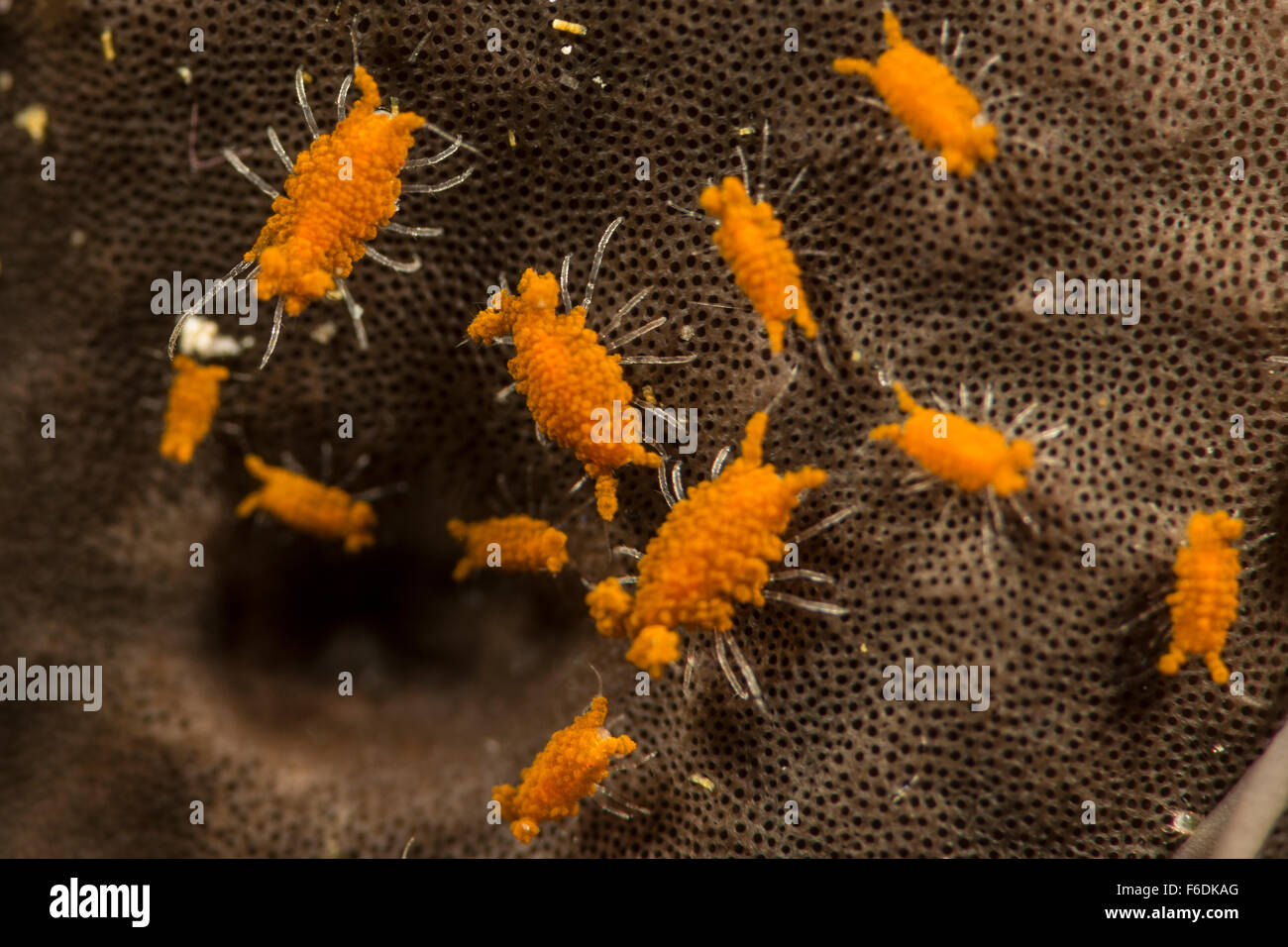 Group of Isopod Crab, Cyproideidae, Alor, Indonesia Stock Photo