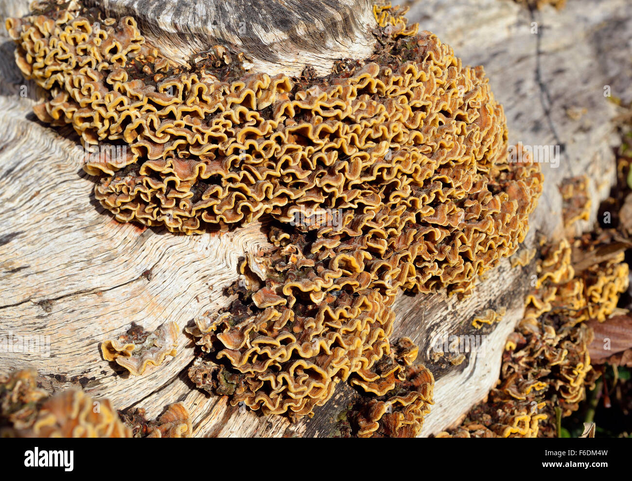 Many Zoned Polypore Fungus - Coriolus versicolor on log Stock Photo