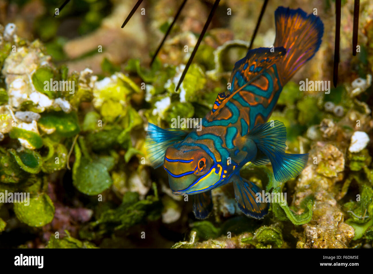 Mandarinfish, Synchiropus spiendidus, Alor, Indonesia Stock Photo