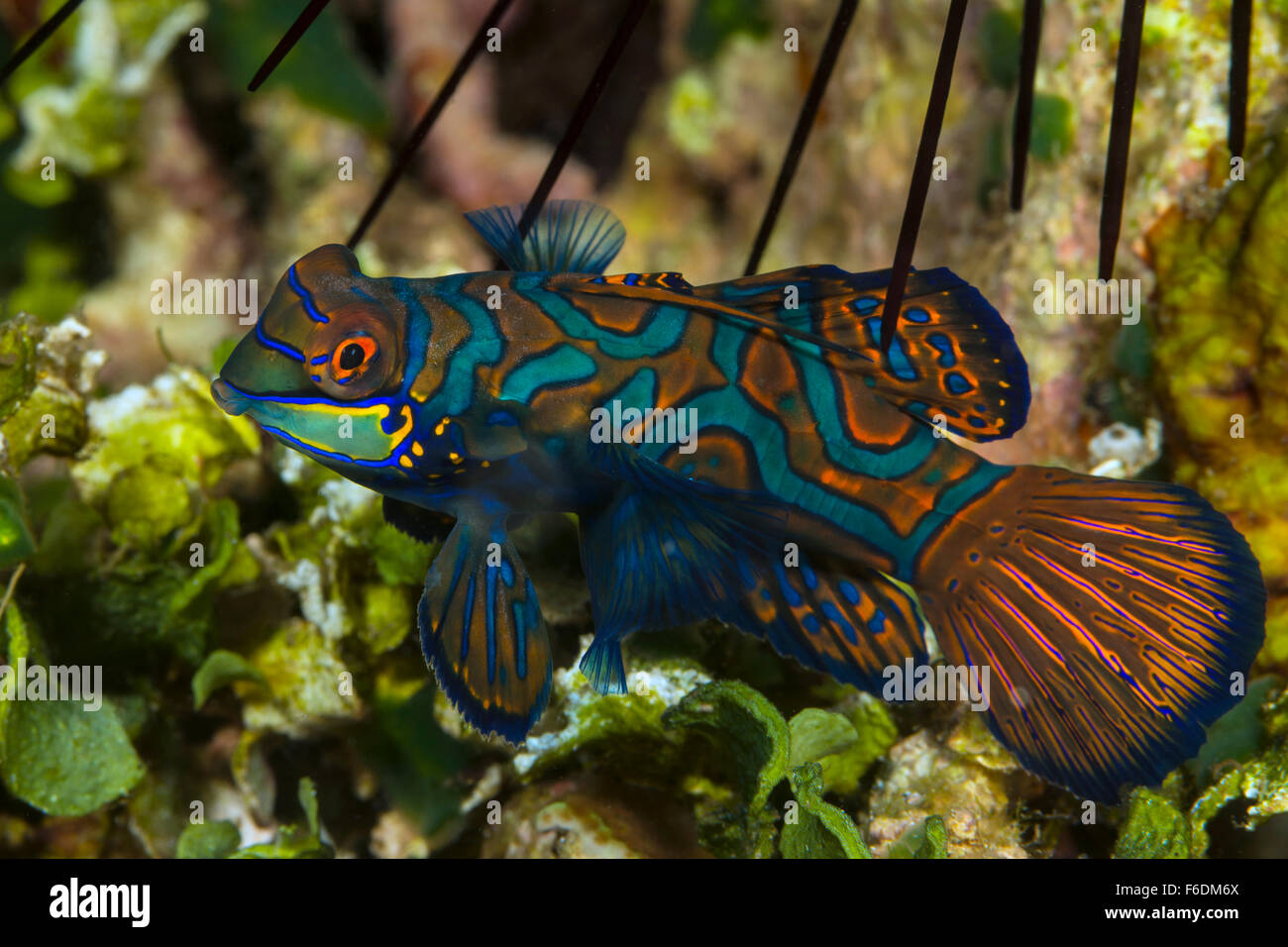 Mandarinfish, Synchiropus spiendidus, Alor, Indonesia Stock Photo