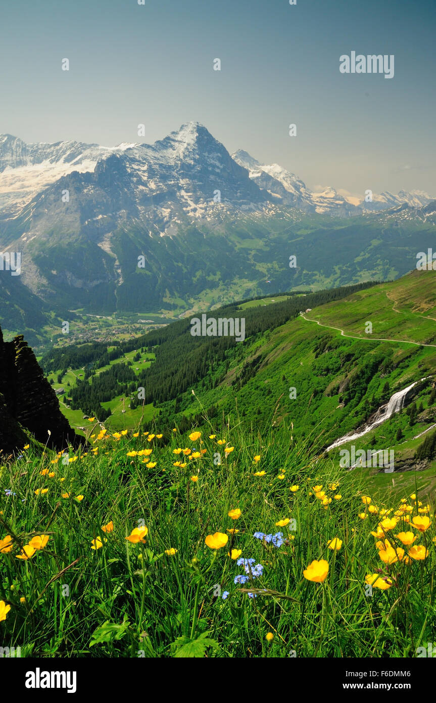 Grindelwald and the Eiger (3970m), seen from the wildflower slopes at First. Stock Photo