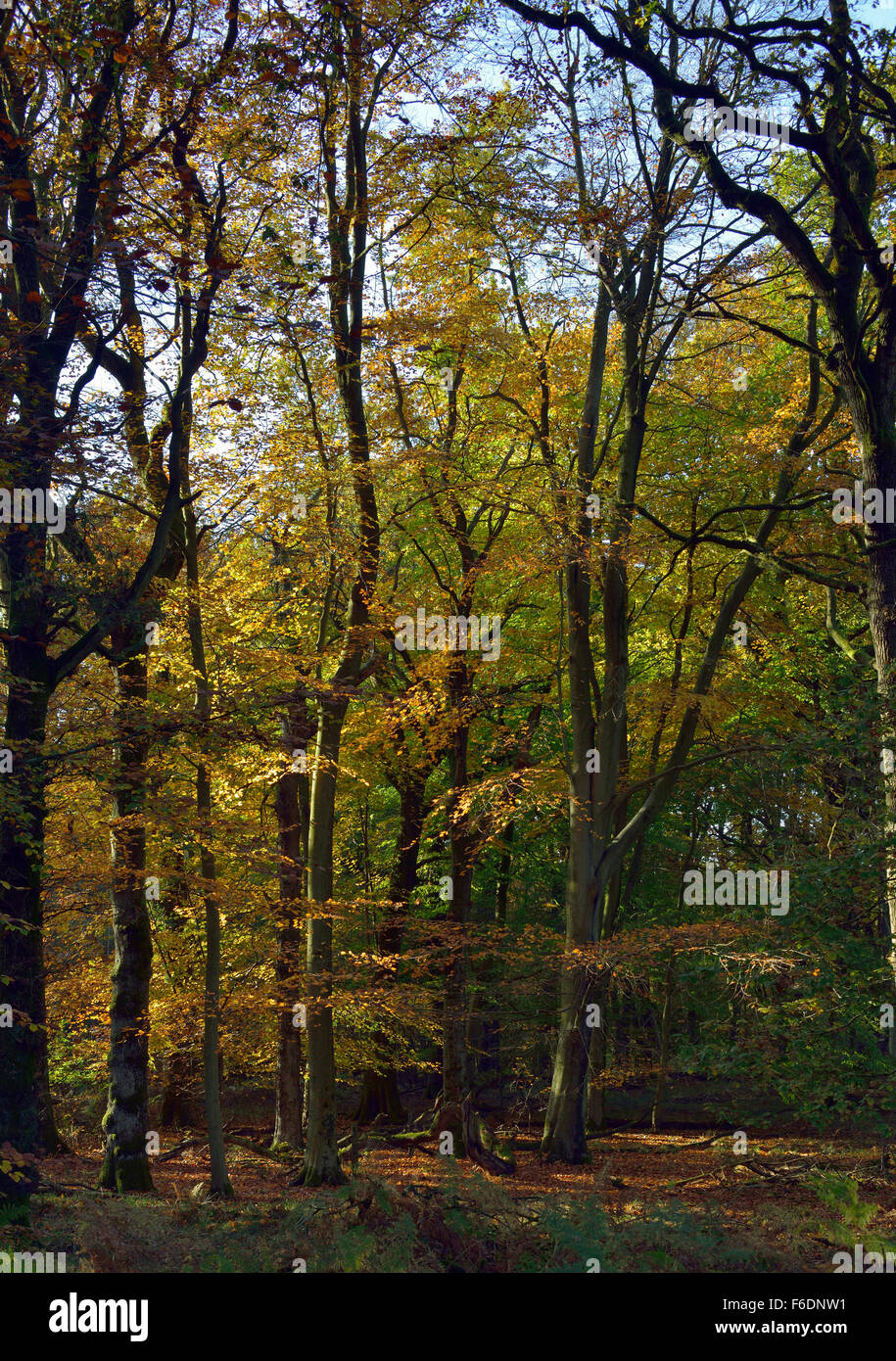 Woodland forest hi-res stock photography and images - Alamy