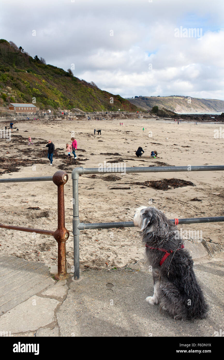 The 'no dogs on beaches' rule effects some dogs more than others!  This one is definitely a bit miffed at being left behind. Stock Photo