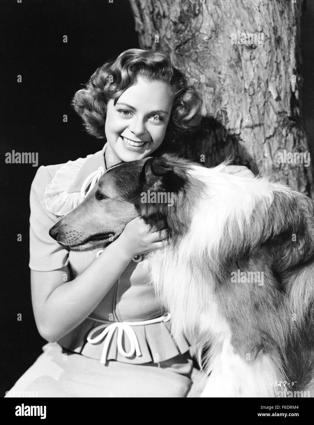 RELEASE DATE: April 20, 1945. MOVIE TITLE: Son of Lassie. STUDIO: Metro-Goldwyn-Mayer (MGM). PLOT: . PICTURED: LASSIE as Lassie and JUNE LOCKHART as Priscilla. Stock Photo