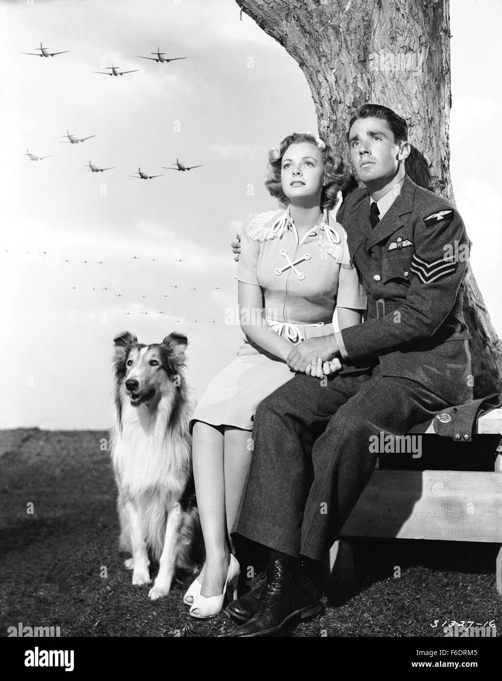 RELEASE DATE: April 20, 1945. MOVIE TITLE: Son of Lassie. STUDIO: Metro-Goldwyn-Mayer (MGM). PLOT: . PICTURED: LASSIE as Lassie, PETER LAWFORD as Joe Carraclough and JUNE LOCKHART as Priscilla. Stock Photo