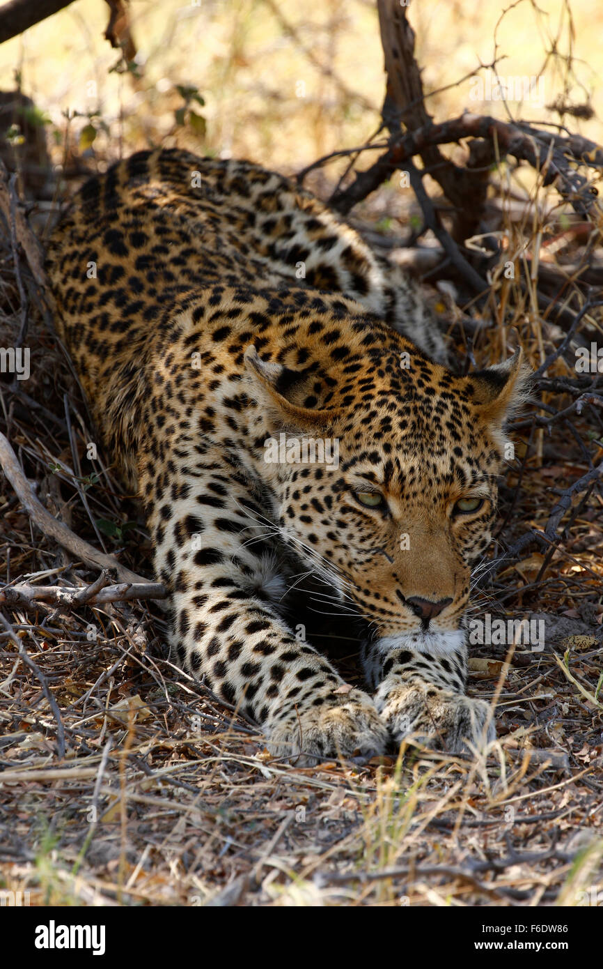 African leopard chilling in the shade on a hot African day, stretched out Stock Photo