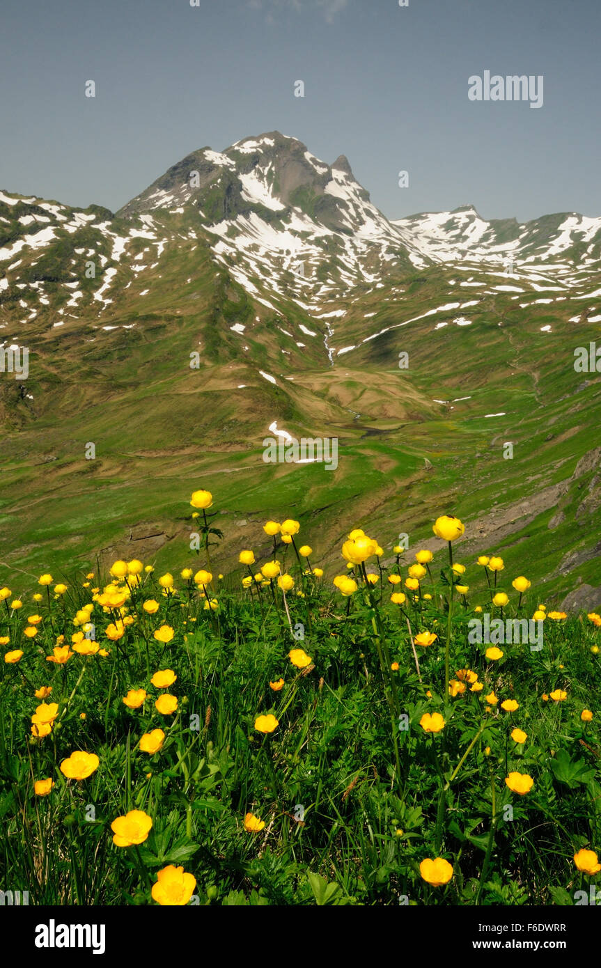 Yellow globeflowers on the mountain slopes at First, looking towards the Rotihorn (also known as Reeti - 2757m) Stock Photo