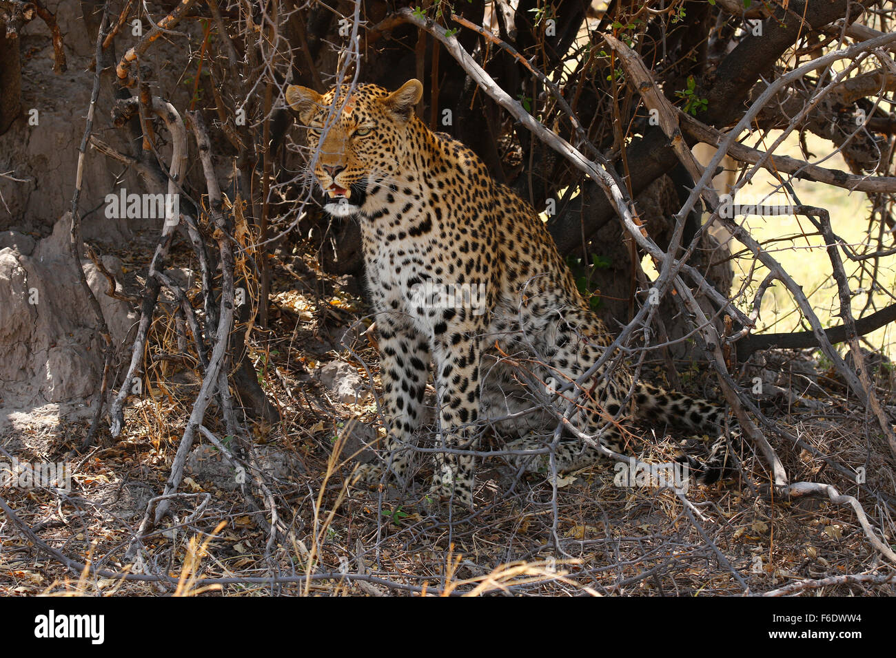 African leopard chilling in the shade on a hot African day, stretched out Stock Photo