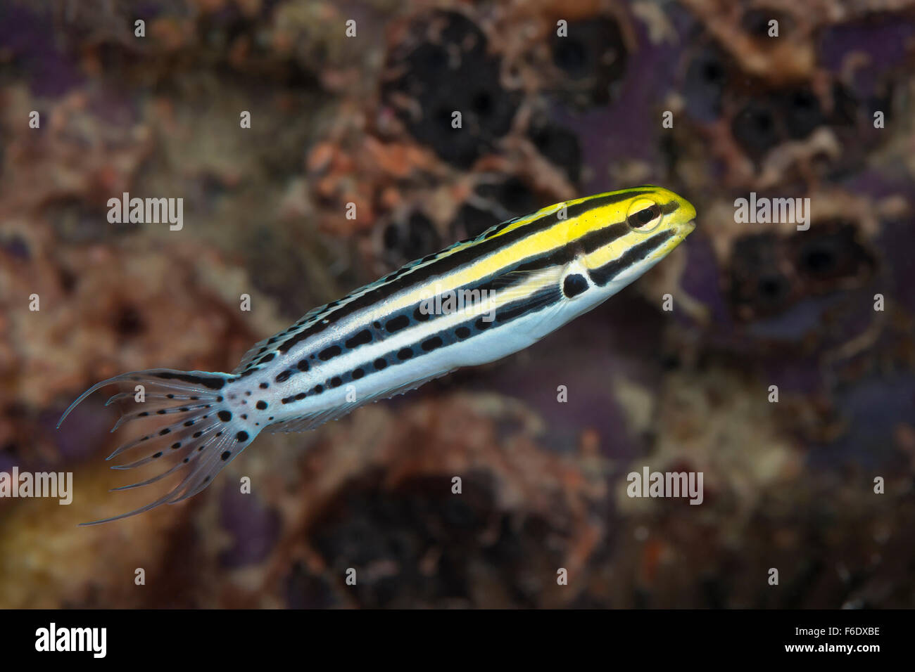 Striped Fang Blenny, Meiacanthus grammistes, Komodo, Indonesia Stock Photo