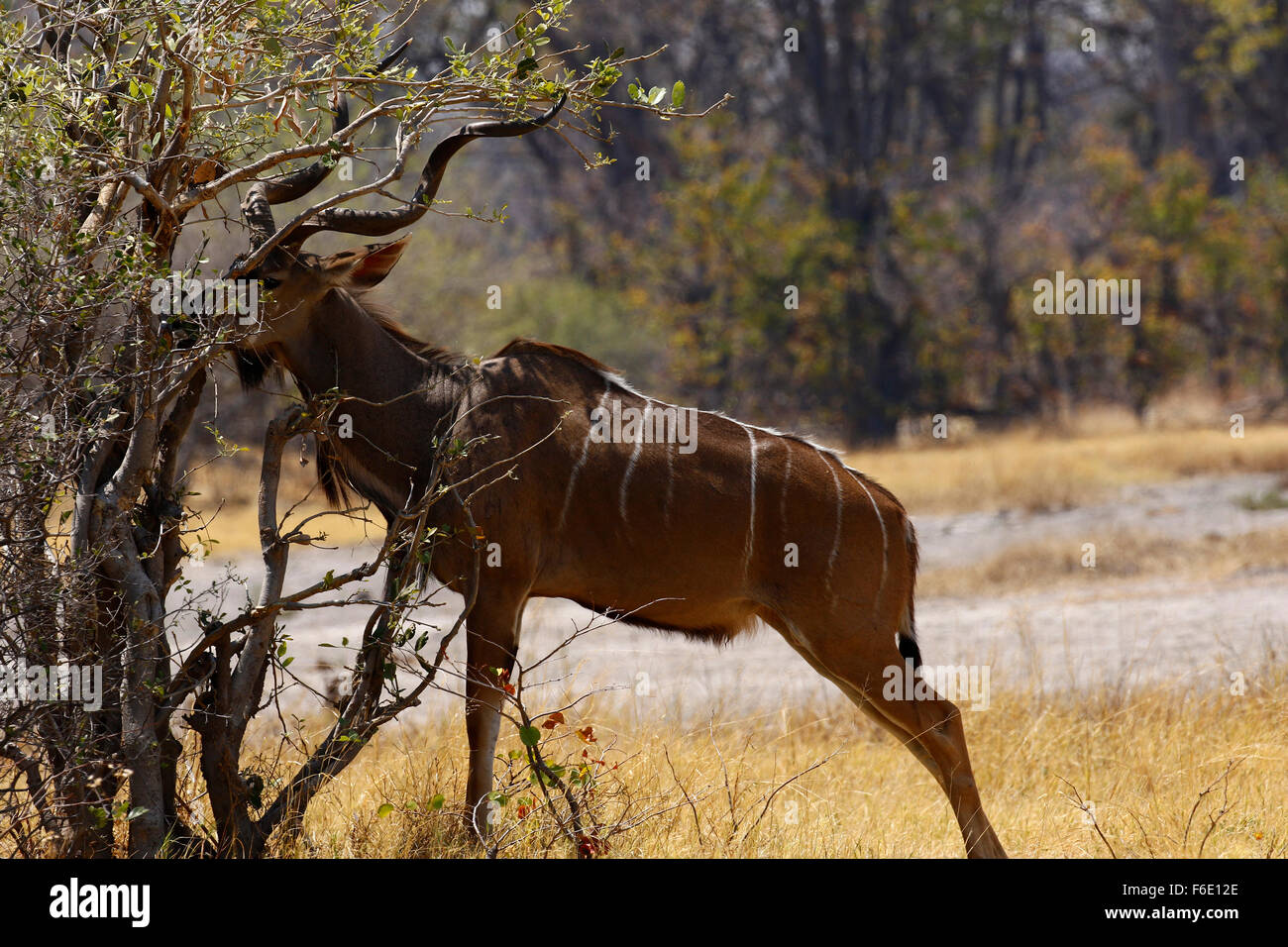 Greater kudus have a life span of 7 to 8 years in the wild, and up to 23 years in captivity. Stock Photo