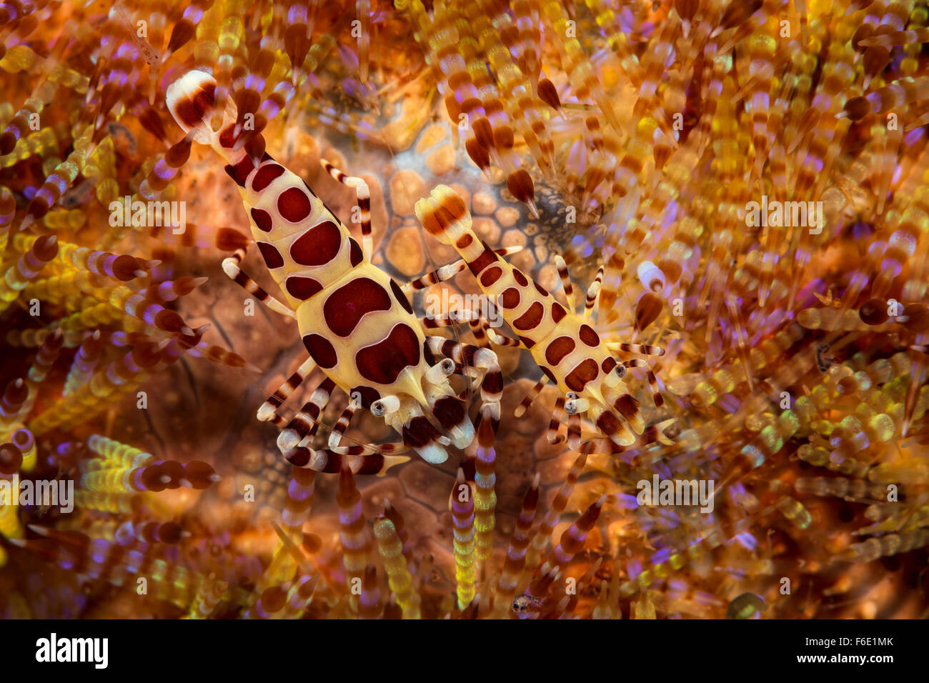 Coleman Shrimp in Fire Sea Urchin, Periclimenes colemani, Komodo, Indonesia Stock Photo